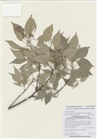 藏品(五掌楠)的圖片